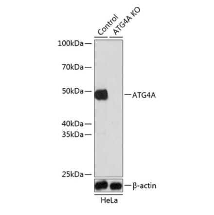 Western Blot - Anti-ATG4A Antibody (A308873) - Antibodies.com