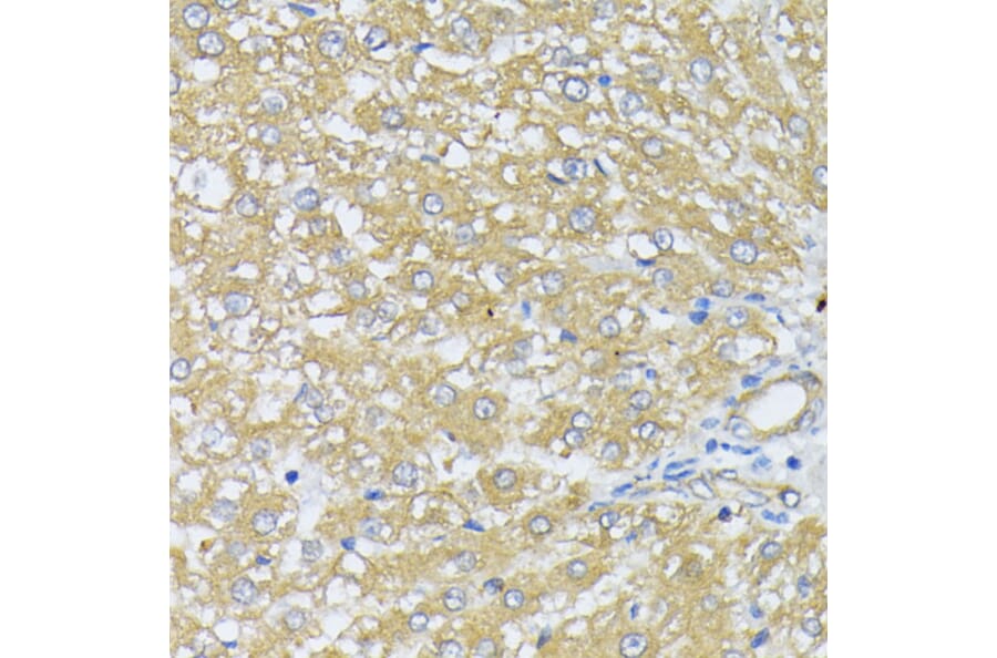 Immunohistochemistry - Anti-Peroxiredoxin 4 Antibody (A308874) - Antibodies.com
