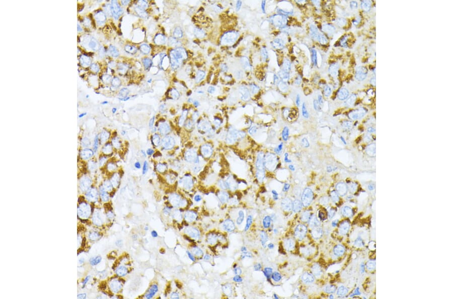Immunohistochemistry - Anti-Peroxiredoxin 4 Antibody (A308874) - Antibodies.com