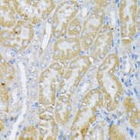 Immunohistochemistry - Anti-Peroxiredoxin 4 Antibody (A308874) - Antibodies.com