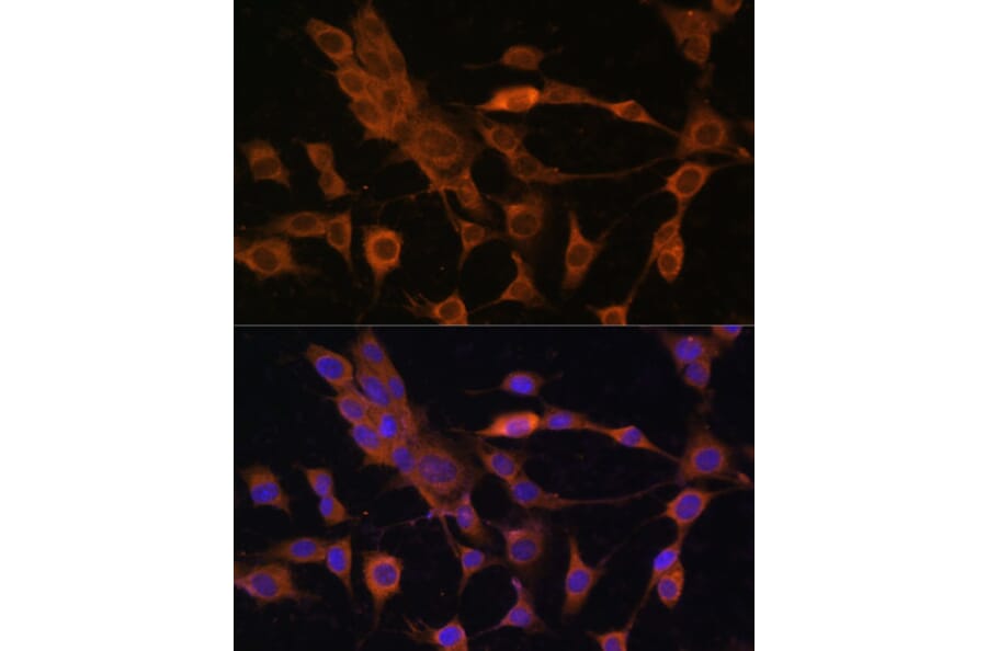 Immunofluorescence - Anti-Peroxiredoxin 4 Antibody (A308874) - Antibodies.com