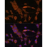 Immunofluorescence - Anti-Peroxiredoxin 4 Antibody (A308874) - Antibodies.com