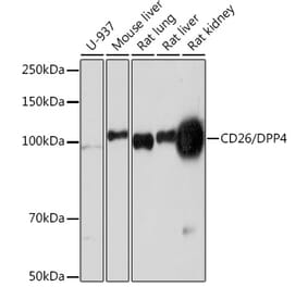 Western Blot - Anti-DPP4 Antibody [ARC0939] (A308878) - Antibodies.com