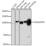 Western Blot - Anti-DPP4 Antibody [ARC0939] (A308878) - Antibodies.com