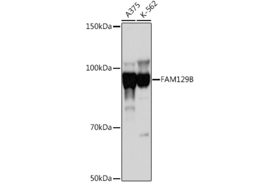 Western Blot - Anti-FAM129B Antibody (A308882) - Antibodies.com