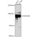 Western Blot - Anti-FAM129B Antibody (A308882) - Antibodies.com