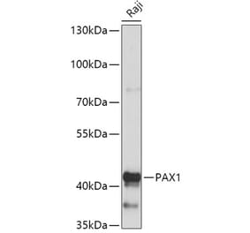 Western Blot - Anti-PAX1 Antibody (A308883) - Antibodies.com