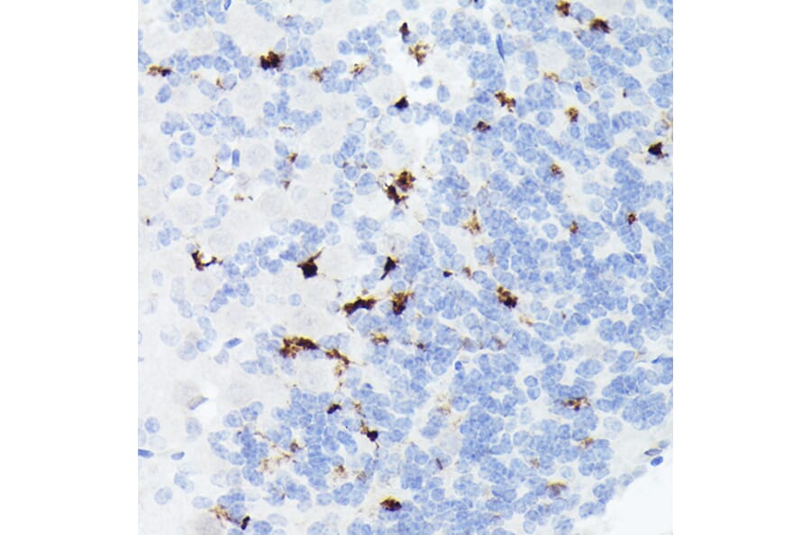 Immunohistochemistry - Anti-Somatostatin Antibody [ARC50670] (A308885) - Antibodies.com