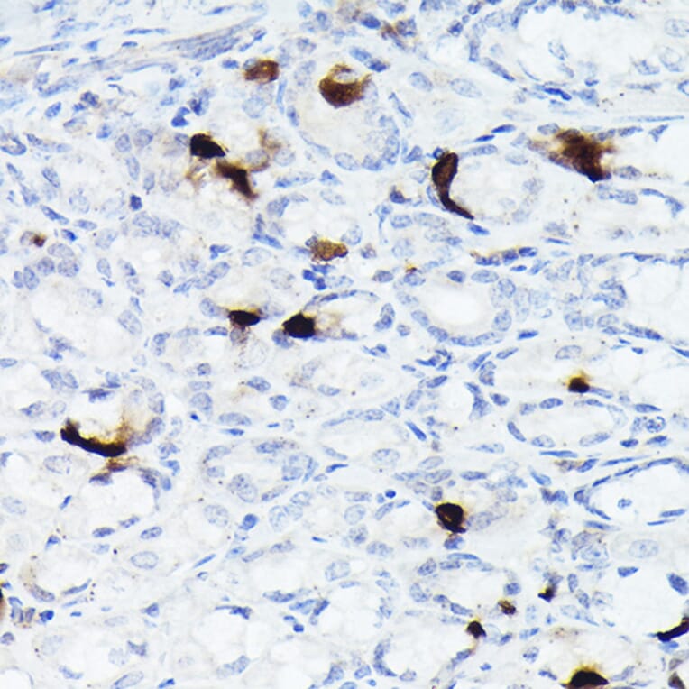 Immunohistochemistry - Anti-Somatostatin Antibody [ARC50670] (A308885) - Antibodies.com