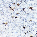 Immunohistochemistry - Anti-Somatostatin Antibody [ARC50670] (A308885) - Antibodies.com