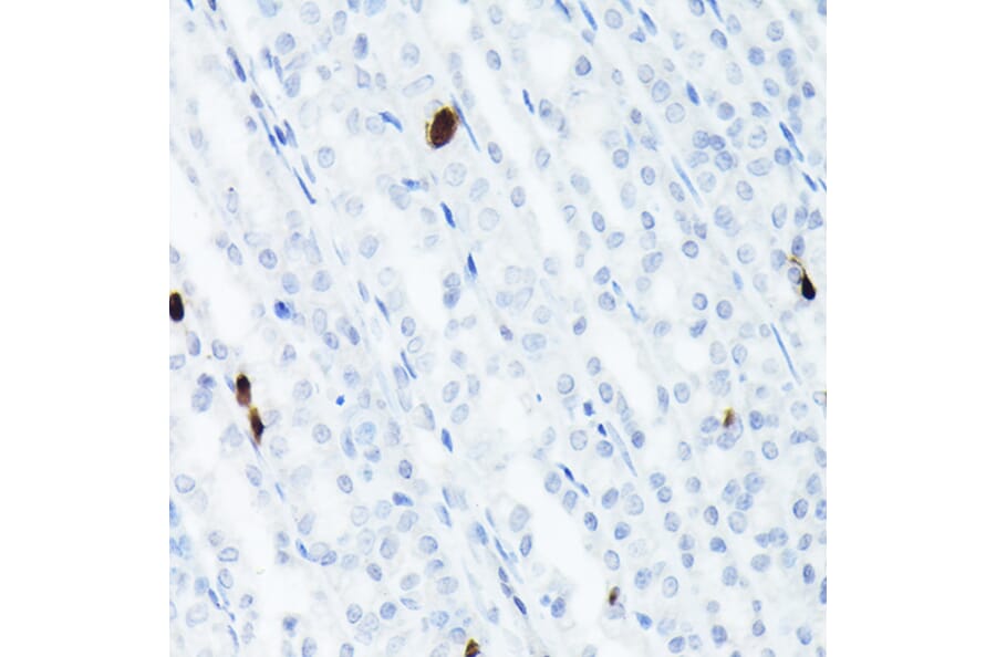 Immunohistochemistry - Anti-Somatostatin Antibody [ARC50670] (A308885) - Antibodies.com