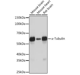 Western Blot - Anti-alpha Tubulin Antibody [ARC2486] (A308887) - Antibodies.com