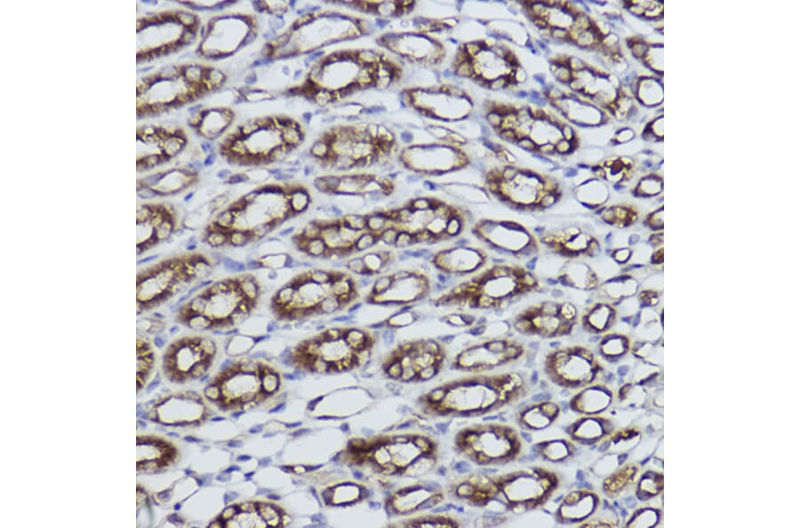 Immunohistochemistry - Anti-alpha Tubulin Antibody [ARC2486] (A308887) - Antibodies.com