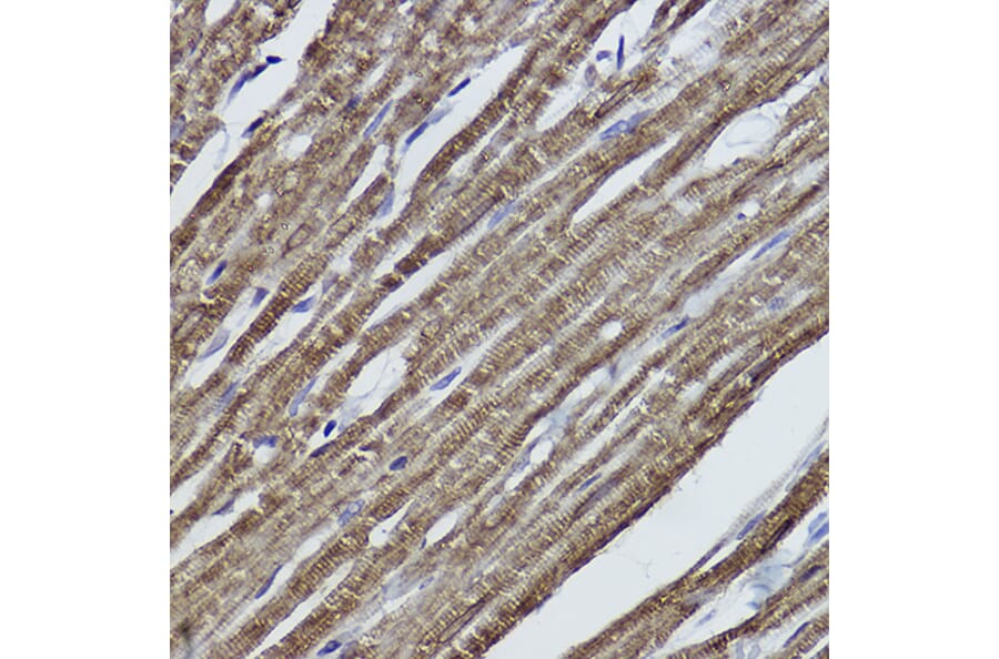 Immunohistochemistry - Anti-alpha Tubulin Antibody [ARC2486] (A308887) - Antibodies.com