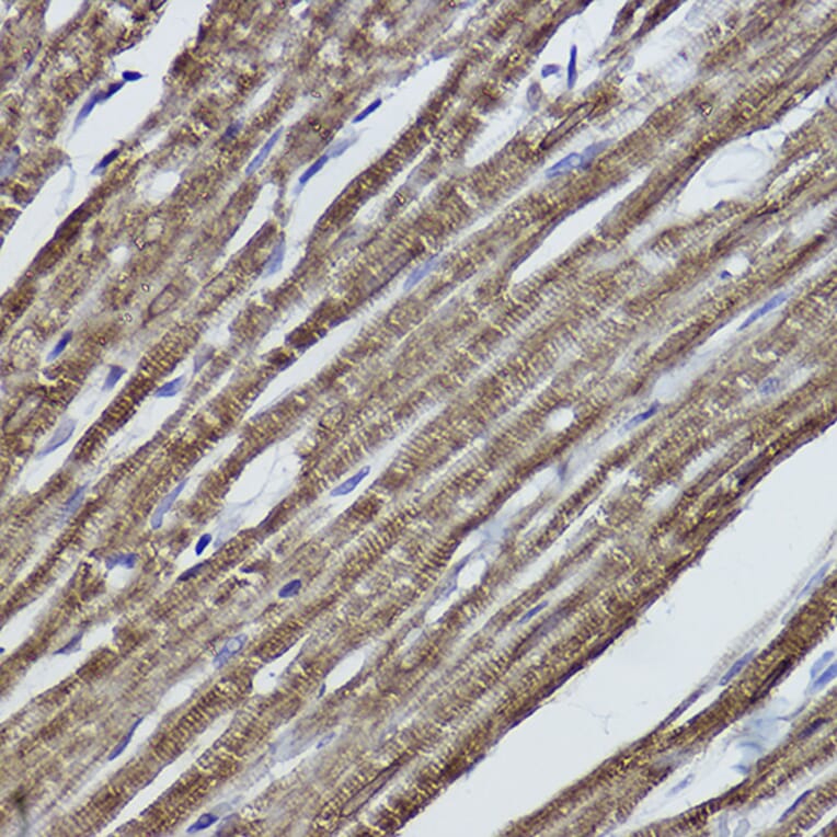 Immunohistochemistry - Anti-alpha Tubulin Antibody [ARC2486] (A308887) - Antibodies.com
