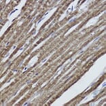Immunohistochemistry - Anti-alpha Tubulin Antibody [ARC2486] (A308887) - Antibodies.com