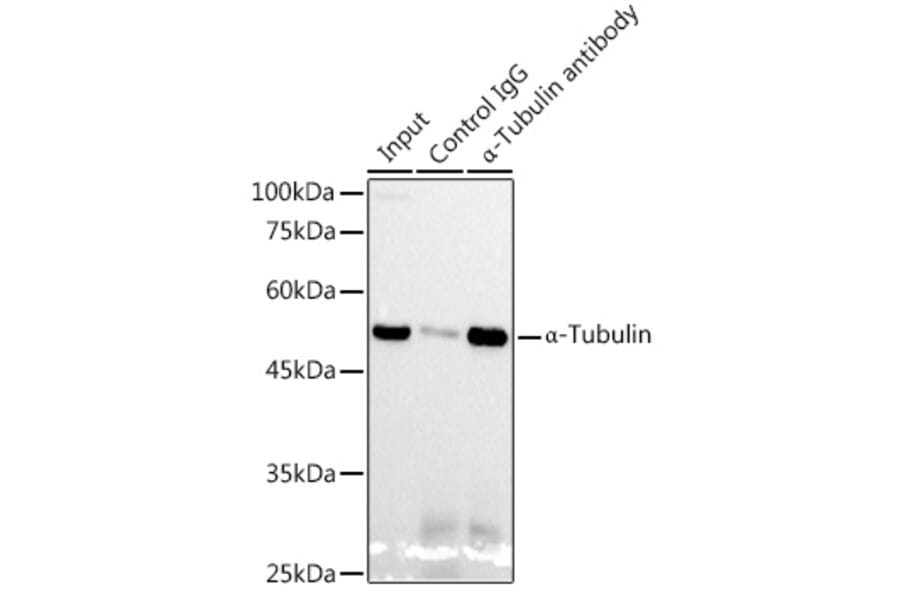 Western Blot - Anti-alpha Tubulin Antibody [ARC2486] (A308887) - Antibodies.com