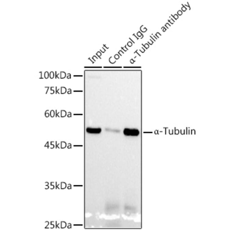 Western Blot - Anti-alpha Tubulin Antibody [ARC2486] (A308887) - Antibodies.com