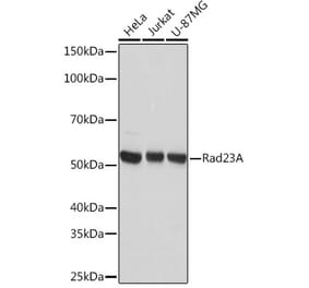 Western Blot - Anti-hHR23A Antibody [ARC1271] (A308889) - Antibodies.com