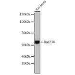 Western Blot - Anti-hHR23A Antibody [ARC1271] (A308889) - Antibodies.com