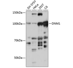 Western Blot - Anti-Dynamin 1 Antibody (A308890) - Antibodies.com