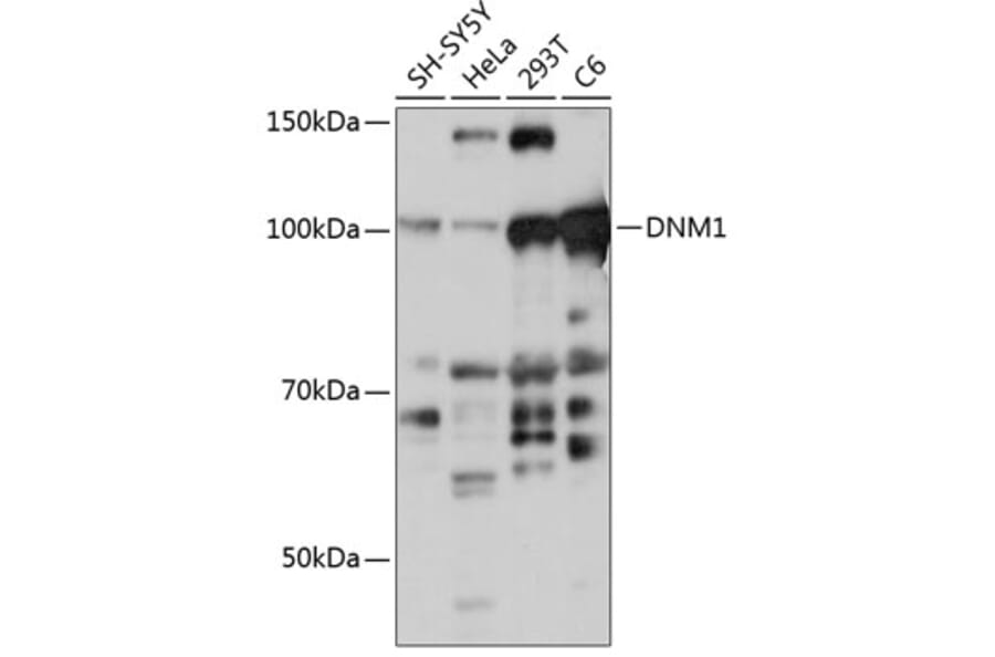Western Blot - Anti-Dynamin 1 Antibody (A308890) - Antibodies.com