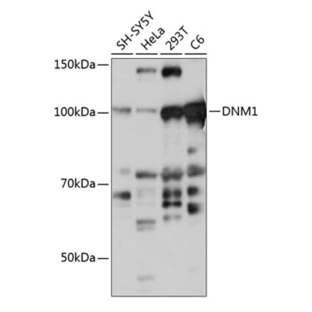 Western Blot - Anti-Dynamin 1 Antibody (A308890) - Antibodies.com