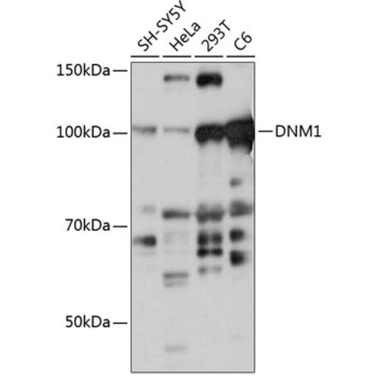 Western Blot - Anti-Dynamin 1 Antibody (A308890) - Antibodies.com