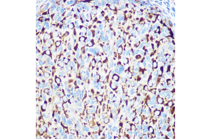 Immunohistochemistry - Anti-RNF126 Antibody (A308891) - Antibodies.com