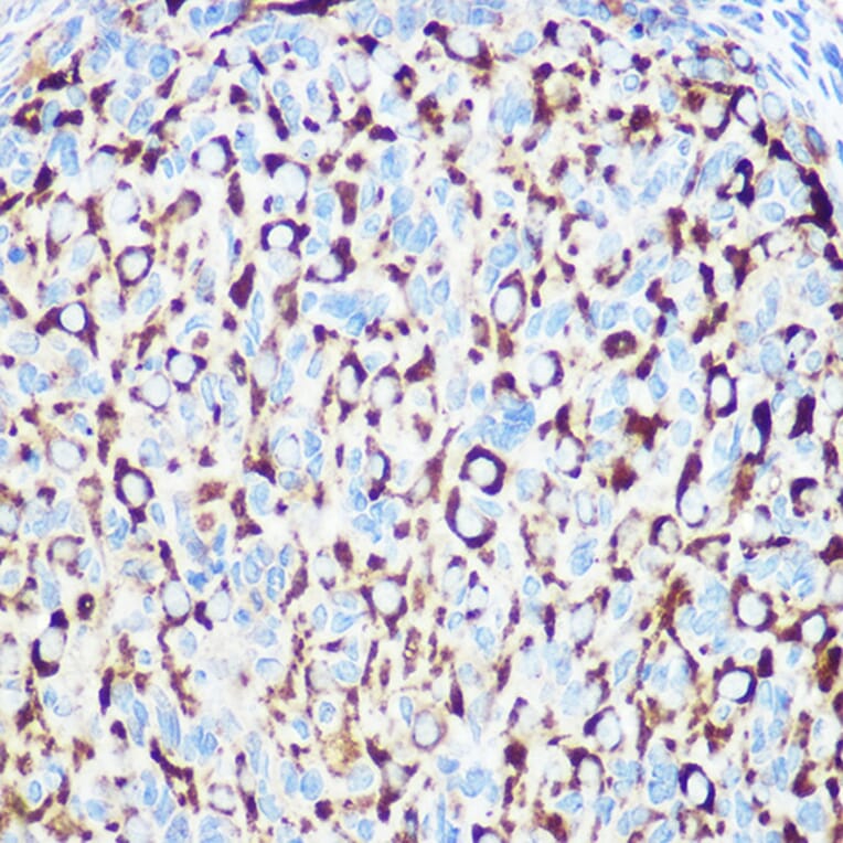 Immunohistochemistry - Anti-RNF126 Antibody (A308891) - Antibodies.com