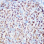 Immunohistochemistry - Anti-RNF126 Antibody (A308891) - Antibodies.com