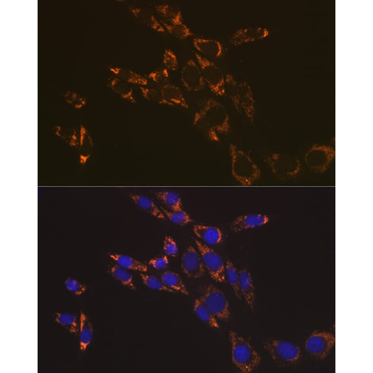 Immunofluorescence - Anti-RNF126 Antibody (A308891) - Antibodies.com