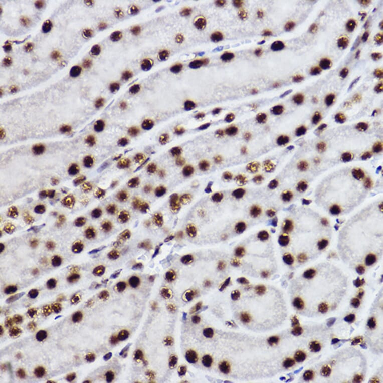 Immunohistochemistry - Anti-CTBP2 Antibody [ARC2509] (A308893) - Antibodies.com
