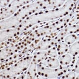 Immunohistochemistry - Anti-CTBP2 Antibody [ARC2509] (A308893) - Antibodies.com