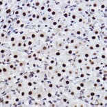 Immunohistochemistry - Anti-CTBP2 Antibody [ARC2509] (A308893) - Antibodies.com