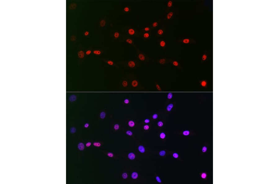 Immunofluorescence - Anti-CTBP2 Antibody [ARC2509] (A308893) - Antibodies.com