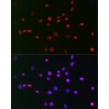 Immunofluorescence - Anti-CTBP2 Antibody [ARC2509] (A308893) - Antibodies.com