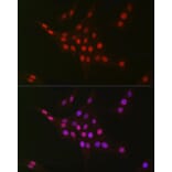 Immunofluorescence - Anti-CTBP2 Antibody [ARC2509] (A308893) - Antibodies.com