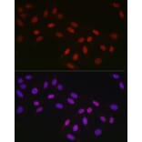 Immunofluorescence - Anti-CTBP2 Antibody [ARC2509] (A308893) - Antibodies.com