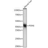 Western Blot - Anti-PON1 Antibody [ARC2001] (A308894) - Antibodies.com