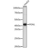 Western Blot - Anti-PON1 Antibody [ARC2001] (A308894) - Antibodies.com