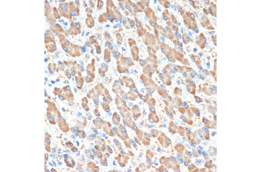 Immunohistochemistry - Anti-PON1 Antibody [ARC2001] (A308894) - Antibodies.com