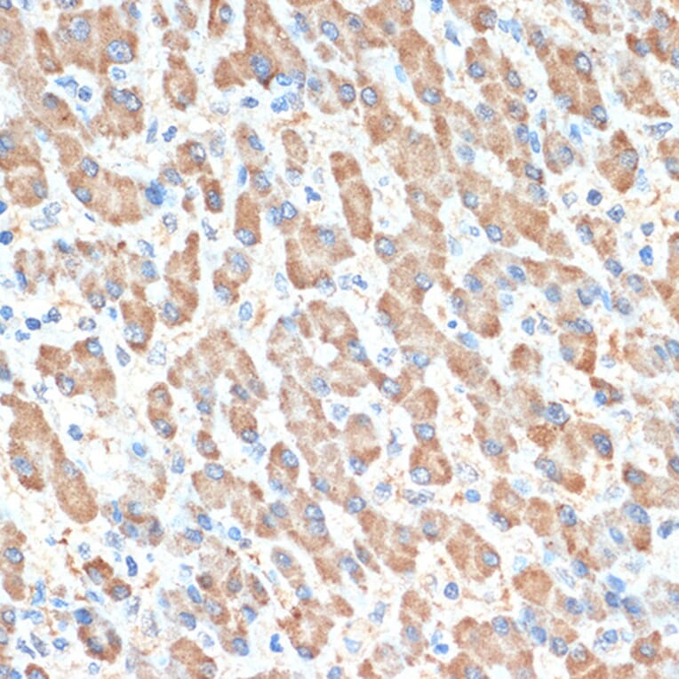 Immunohistochemistry - Anti-PON1 Antibody [ARC2001] (A308894) - Antibodies.com