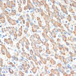 Immunohistochemistry - Anti-PON1 Antibody [ARC2001] (A308894) - Antibodies.com