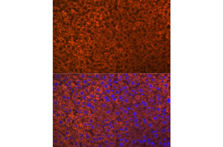 Immunofluorescence - Anti-PON1 Antibody [ARC2001] (A308894) - Antibodies.com