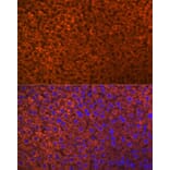 Immunofluorescence - Anti-PON1 Antibody [ARC2001] (A308894) - Antibodies.com