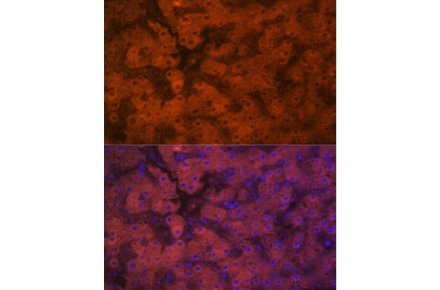Immunofluorescence - Anti-PON1 Antibody [ARC2001] (A308894) - Antibodies.com