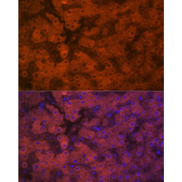 Immunofluorescence - Anti-PON1 Antibody [ARC2001] (A308894) - Antibodies.com