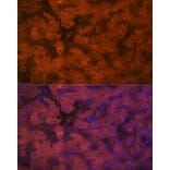 Immunofluorescence - Anti-PON1 Antibody [ARC2001] (A308894) - Antibodies.com