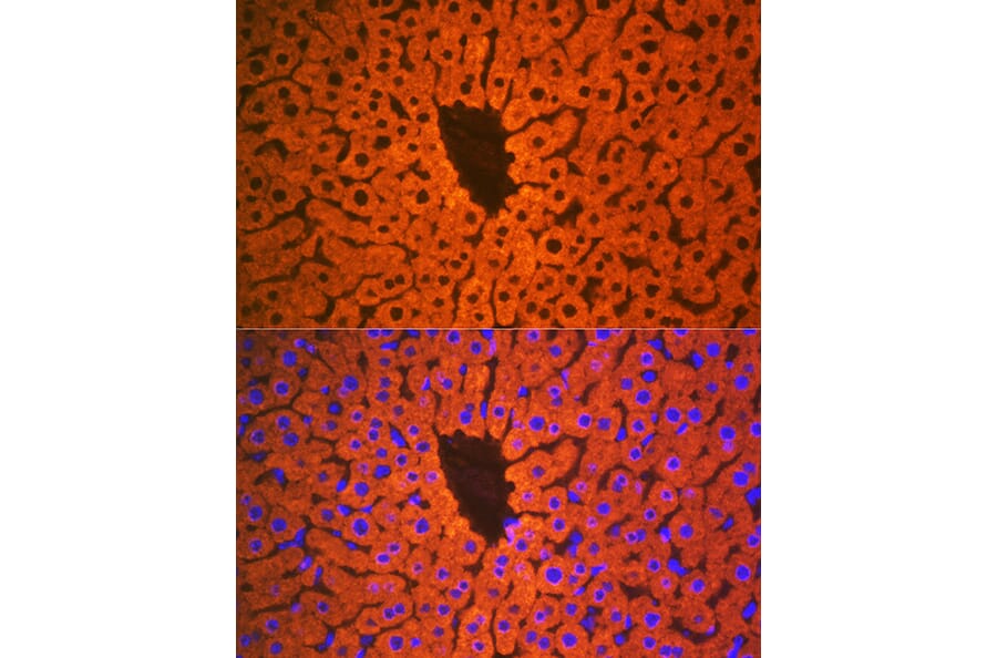 Immunofluorescence - Anti-PON1 Antibody [ARC2001] (A308894) - Antibodies.com